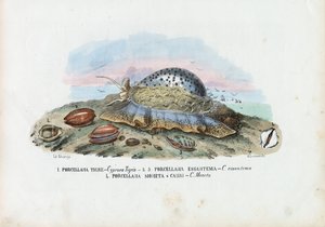 Moules, 1863-79 - Raimundo Petraroja